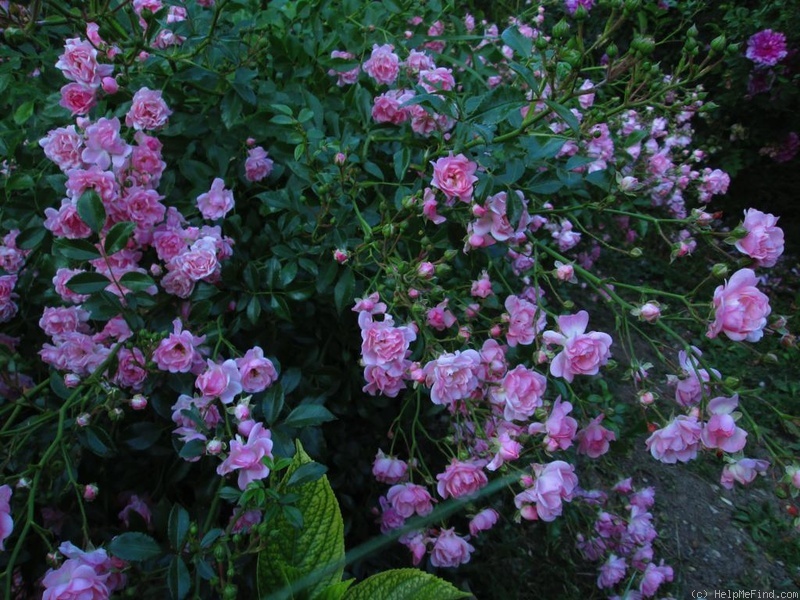 'The Fairy' rose photo