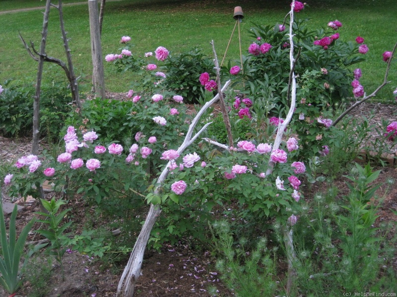 'Honorine de Brabant (Bourbon, Tanne, 1916)' rose photo