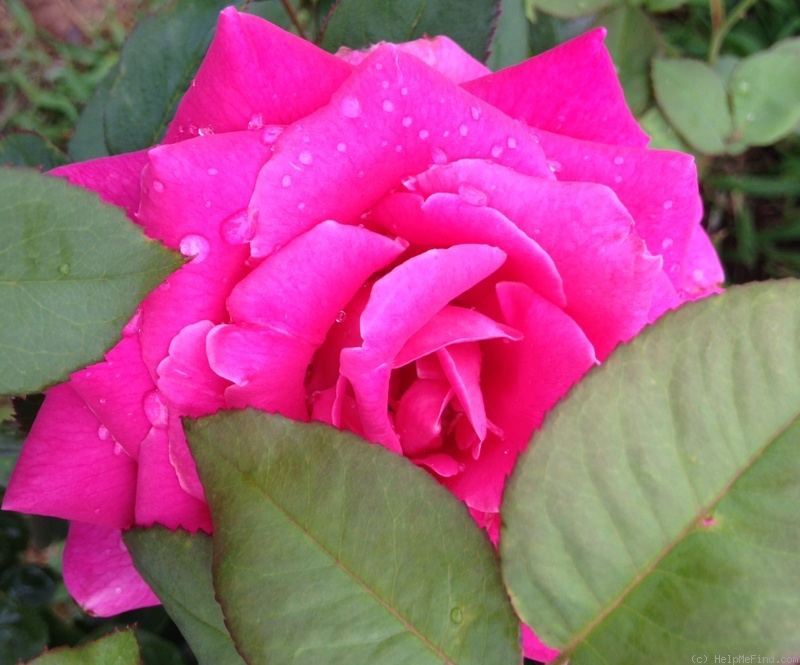 'Pink Peace' rose photo