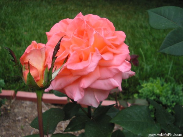'Glowing Peace' rose photo