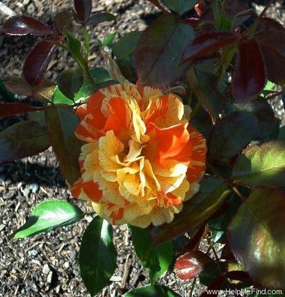 'Oranges 'n' Lemons ™' rose photo