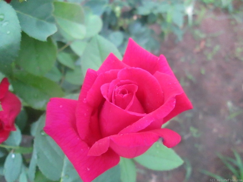 'Chrysler Imperial (Hybrid Tea, Lammerts, 1952)' rose photo