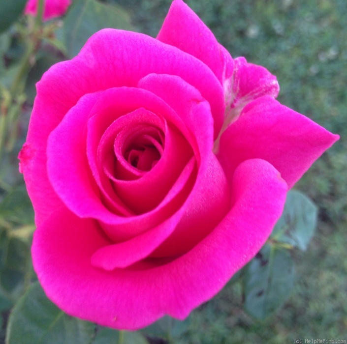 'Rina Hugo' rose photo