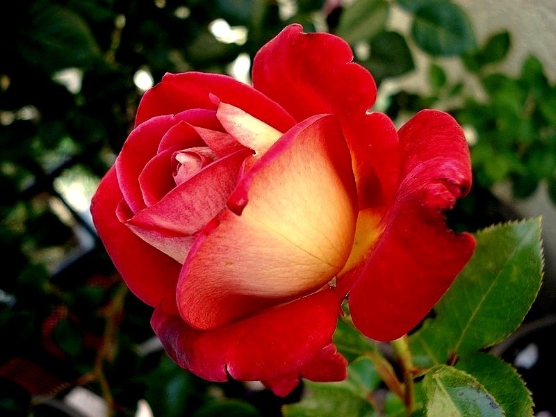 'Macha Méril ®' rose photo