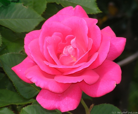 'Pink Peace' rose photo