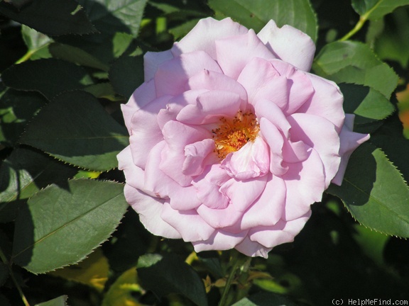 'Love Song (floribunda, Carruth 2011)' rose photo