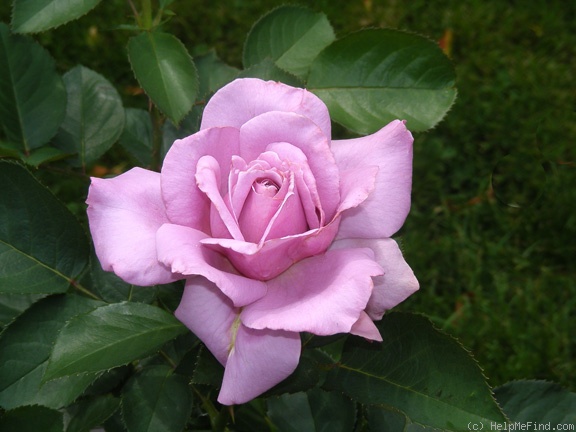 'Love Song (floribunda, Carruth 2011)' rose photo