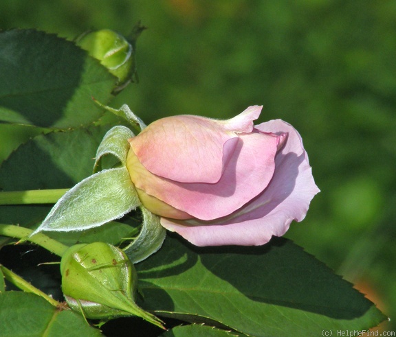 'Love Song (floribunda, Carruth 2011)' rose photo