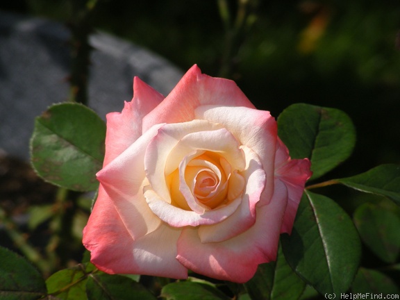 'Gemini (hybrid tea, Zary 1999)' rose photo