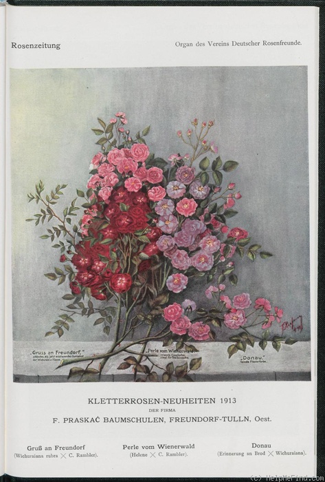 'Gruss an Freundorf' rose photo
