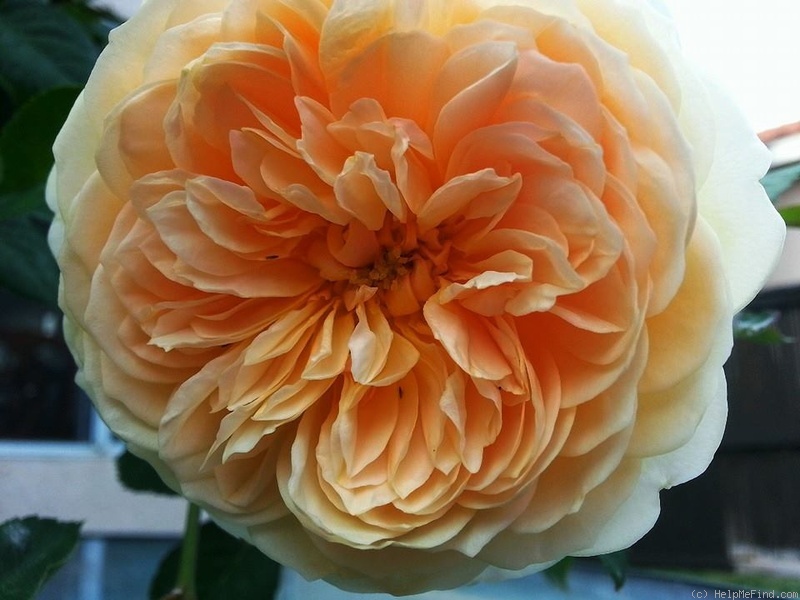 'Teasing Georgia' rose photo