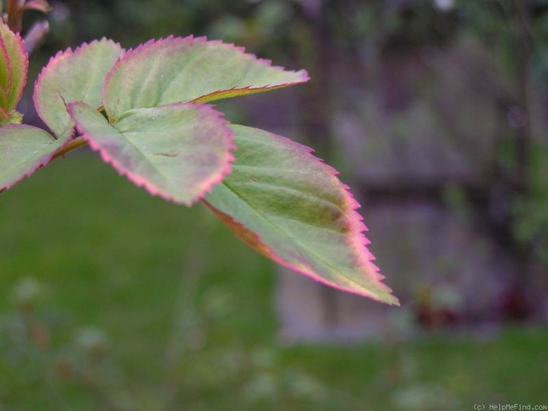 '12 Erinnerung an Brod OP' rose photo