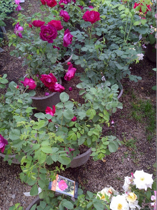 'Cuthbert Grant' rose photo