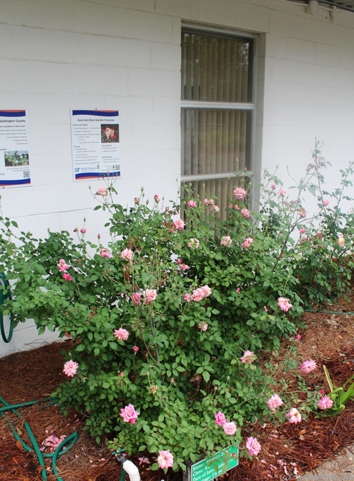 'Monsieur Tillier' rose photo