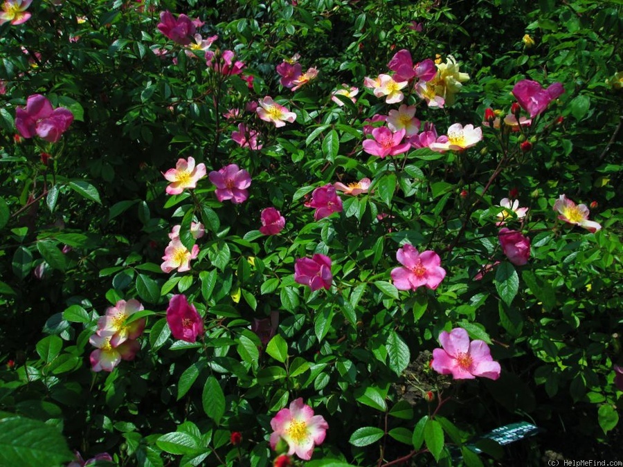 'Plaisanterie (Hybrid Musk, Lens 1988/96)' rose photo