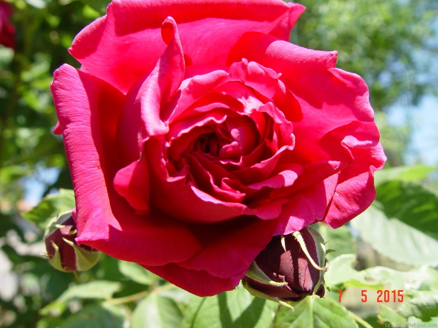 'King of Siam (hybrid tea, Bräuer, 1912)' rose photo