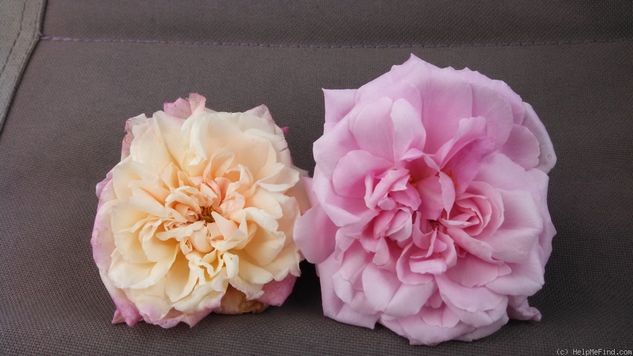 'Homère' rose photo
