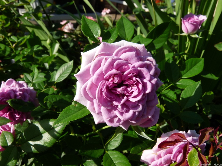 'Lavender Veranda ®' rose photo
