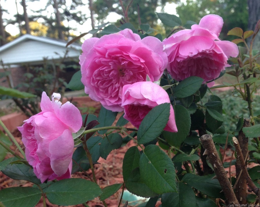 'Harlow Carr ™ (shrub, Austin before 2004)' rose photo