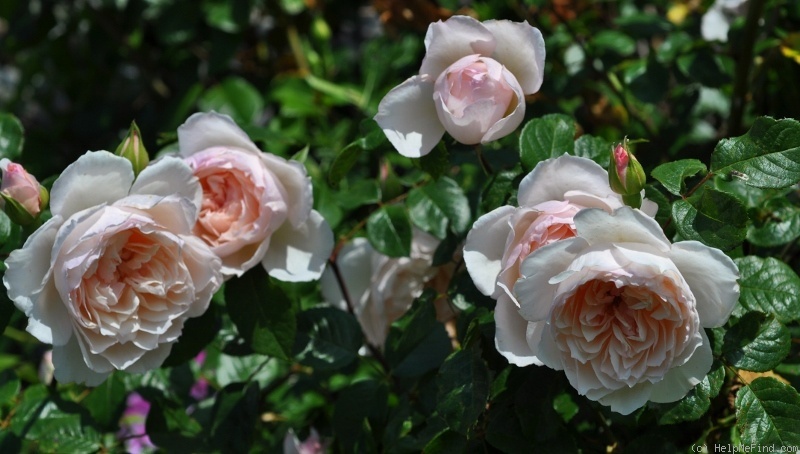 'The Generous Gardener' rose photo