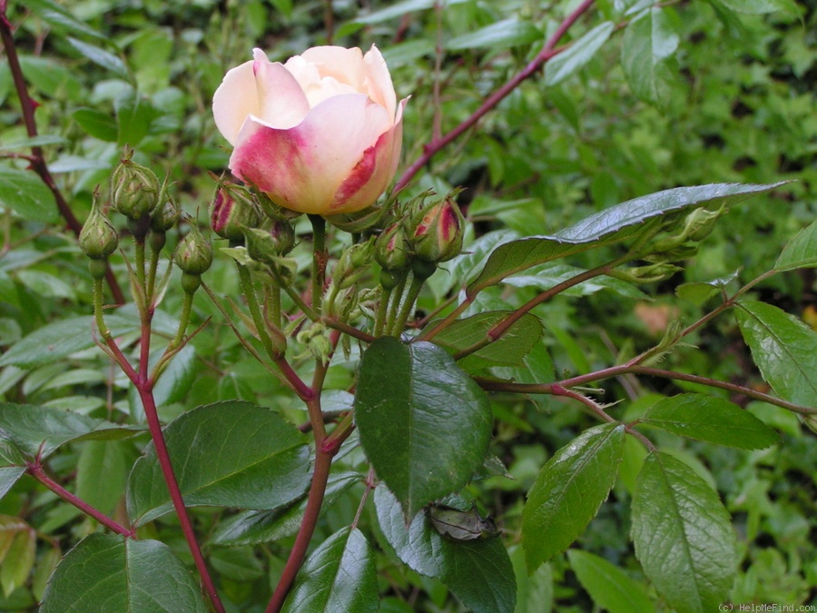 'Apricot Bells' rose photo