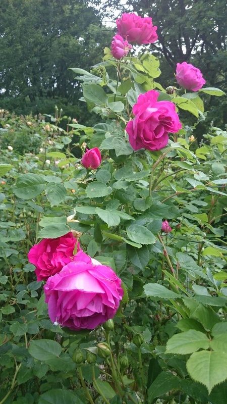 'American Beauty, Cl.' rose photo