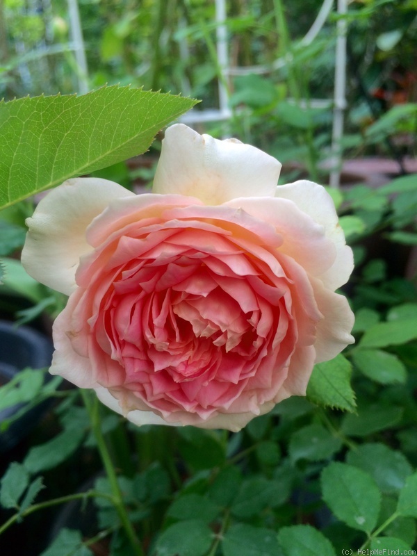 'Jubilee Celebration (shrub, Austin 2002)' rose photo