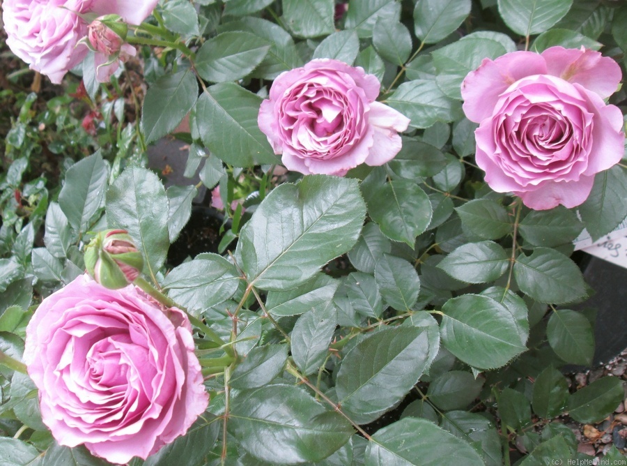 'Love Song (floribunda, Carruth 2011)' rose photo