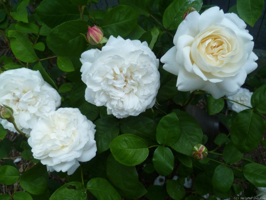 'Winchester Cathedral ®' rose photo
