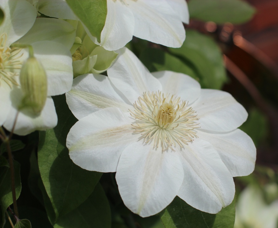 'Guernsey Cream' clematis photo
