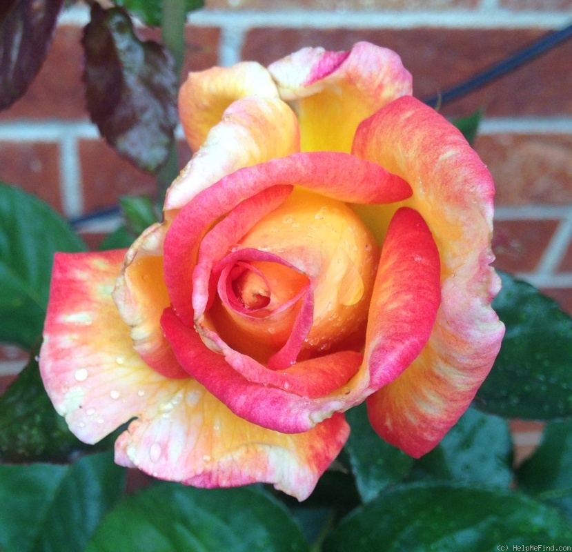 'Sheila's Perfume (Floribunda, Sheridan before 1979)' rose photo