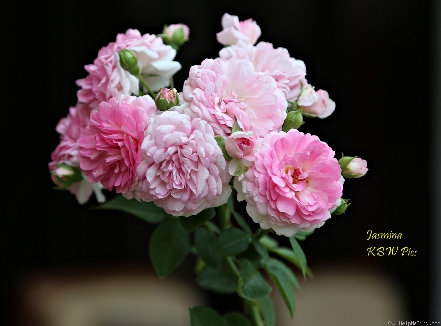 'Jasmina ™ (LCl, Kordes, 1996)' rose photo