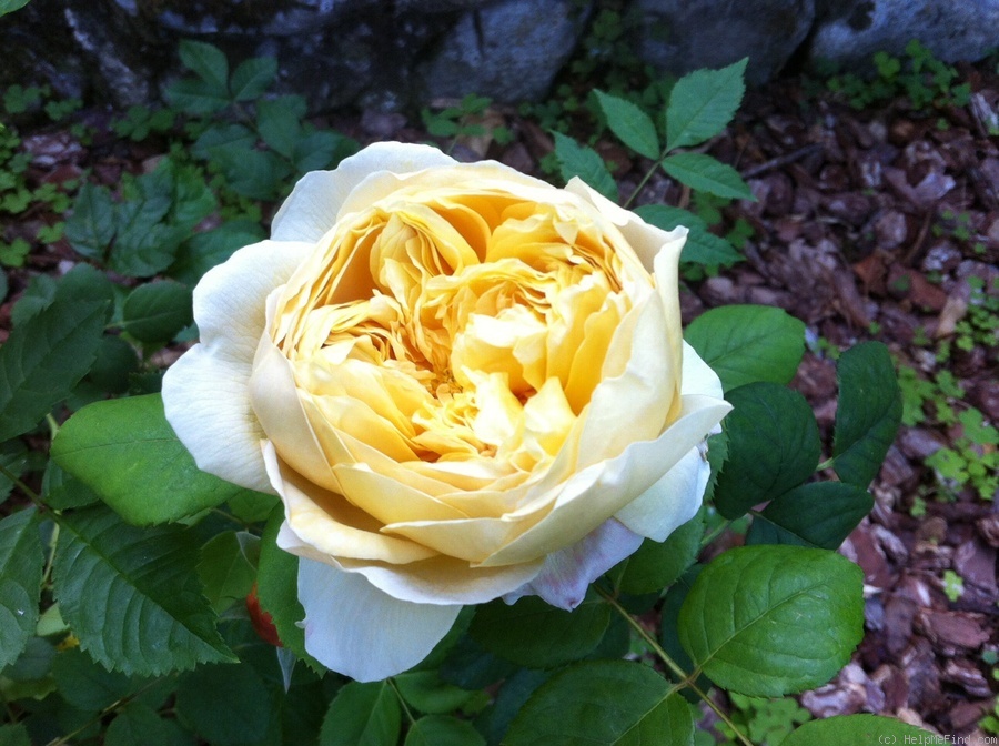 'Charles Darwin ® (shrub, Austin 1991/2001)' rose photo