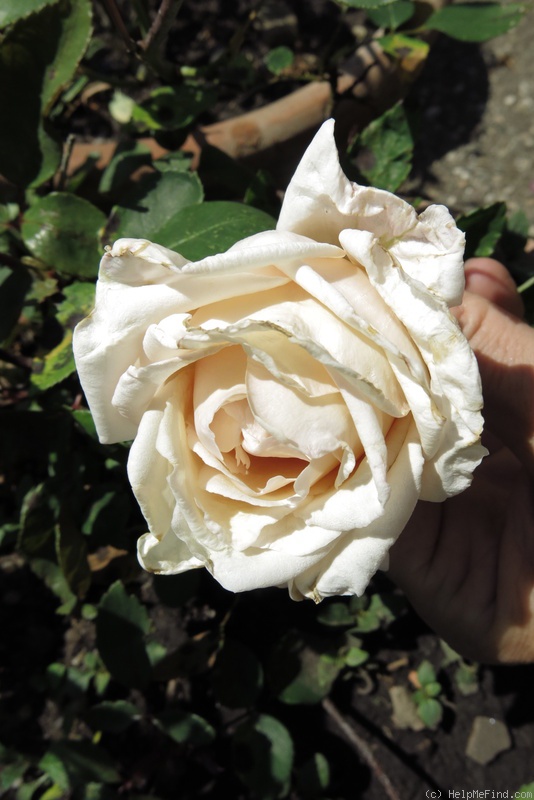 'Sunset (tea, Henderson, 1883)' rose photo