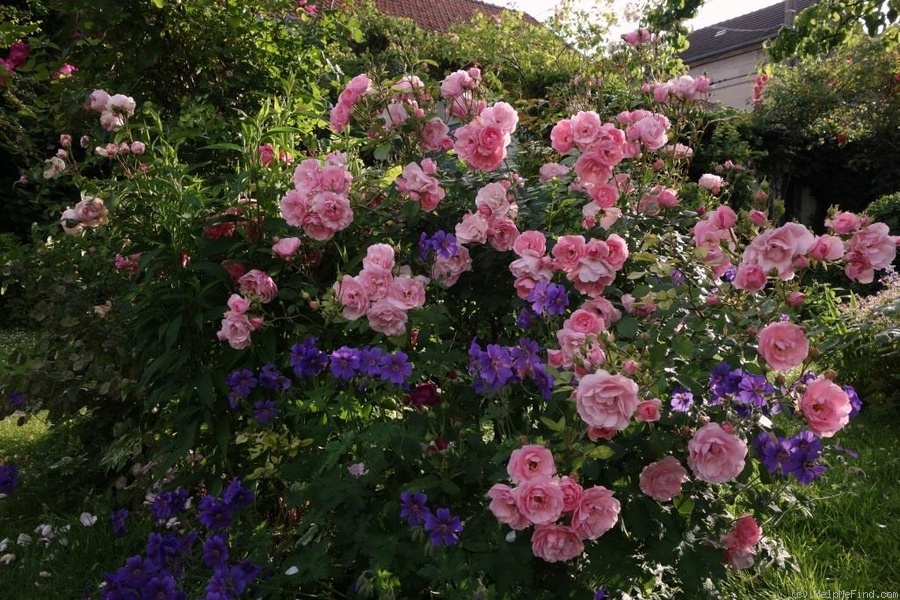 'Bonica ® (shrub, Meilland, 1975)' rose photo