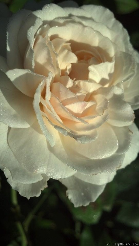 'Winchester Cathedral ®' rose photo