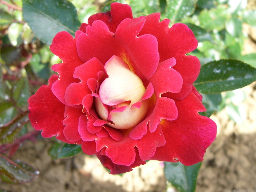 'ADAlegour' rose photo