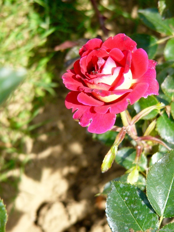 'ADAlegour' rose photo