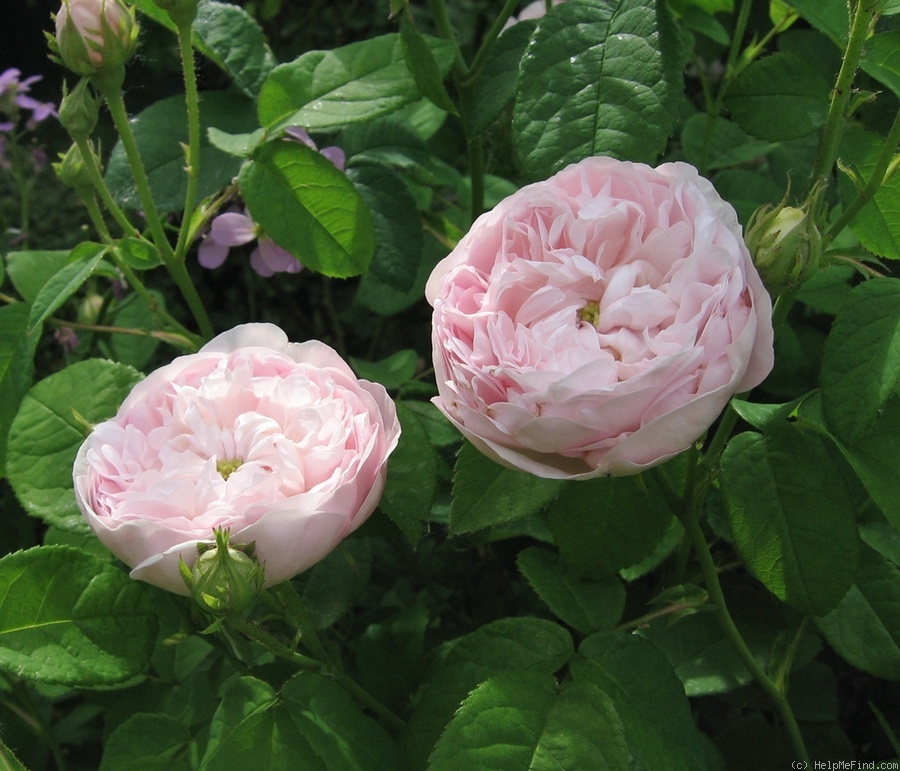 'Duchesse De Montebello (hybrid China, Laffay, 1824)' rose photo