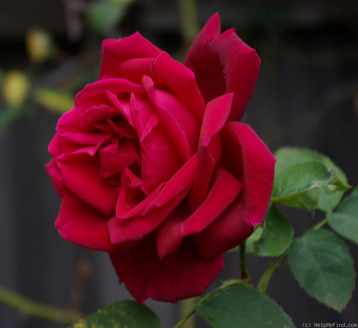 'Chrysler Imperial, Cl.' rose photo