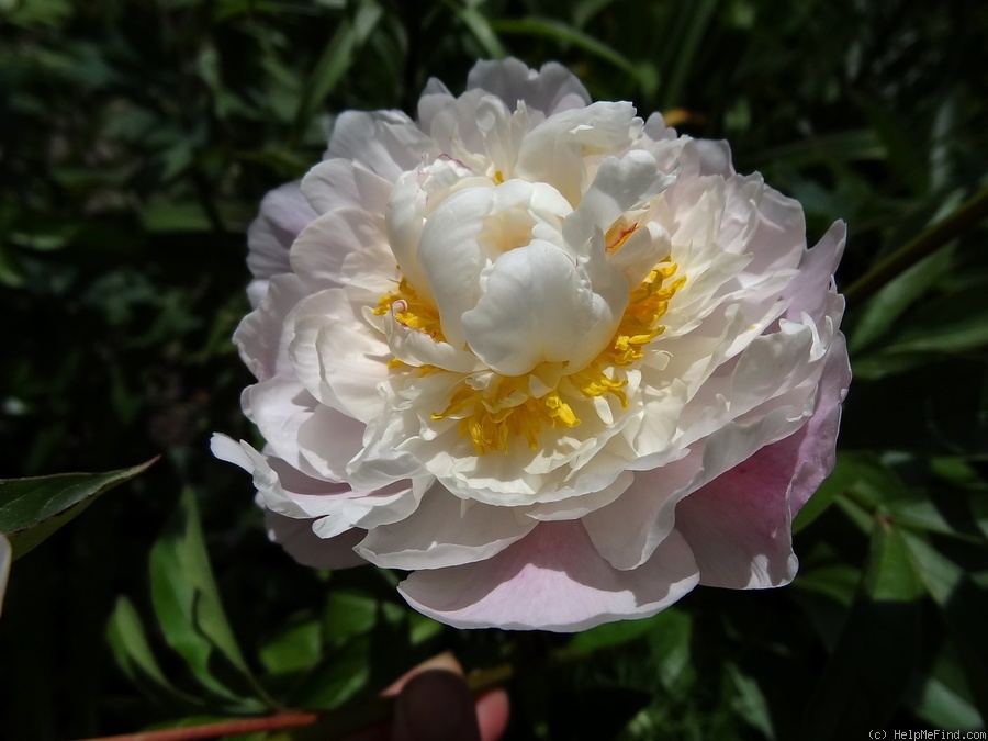 'Catharina Fontijn' peony photo