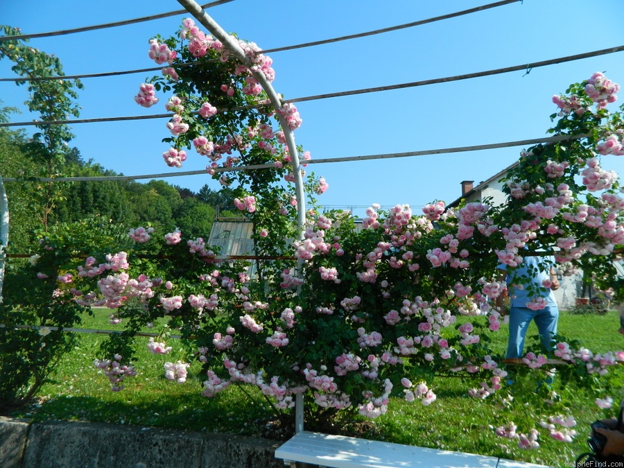'Jasmina ™ (LCl, Kordes, 1996)' rose photo