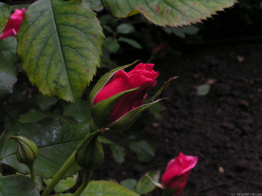 '12 Westerland OP 06' rose photo
