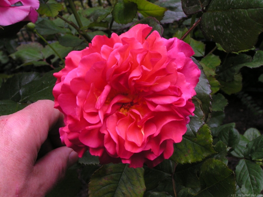 'Monique Chiffon' rose photo
