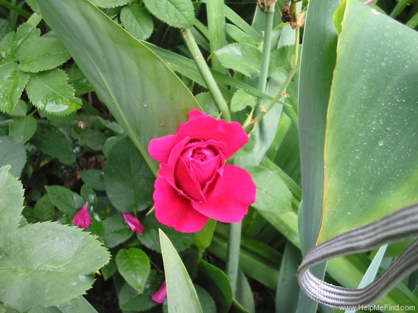 'L. D. Braithwaite' rose photo