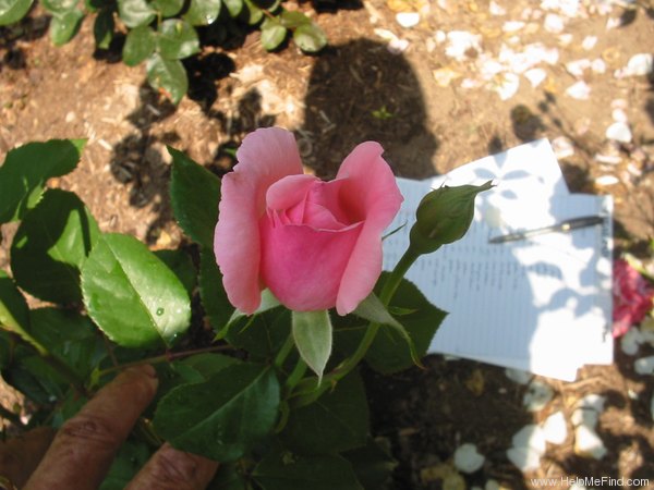 'Miss All-American Beauty' rose photo