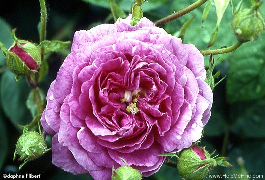 'Anna Scharsach (Hybrid Perpetual, Geschwind, 1890)' rose photo