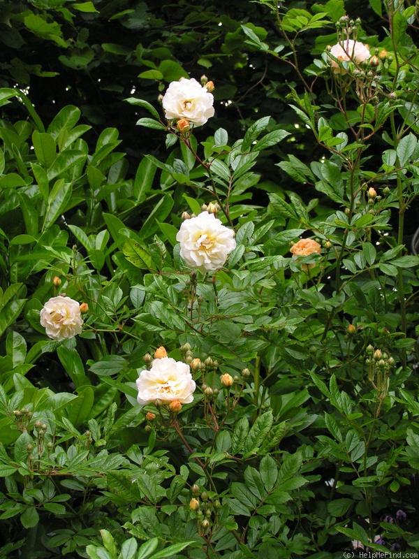 'Ghislaine de Féligonde' rose photo