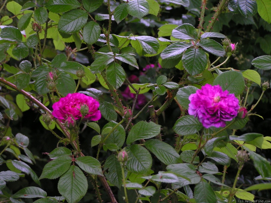 'Himmelsauge' rose photo