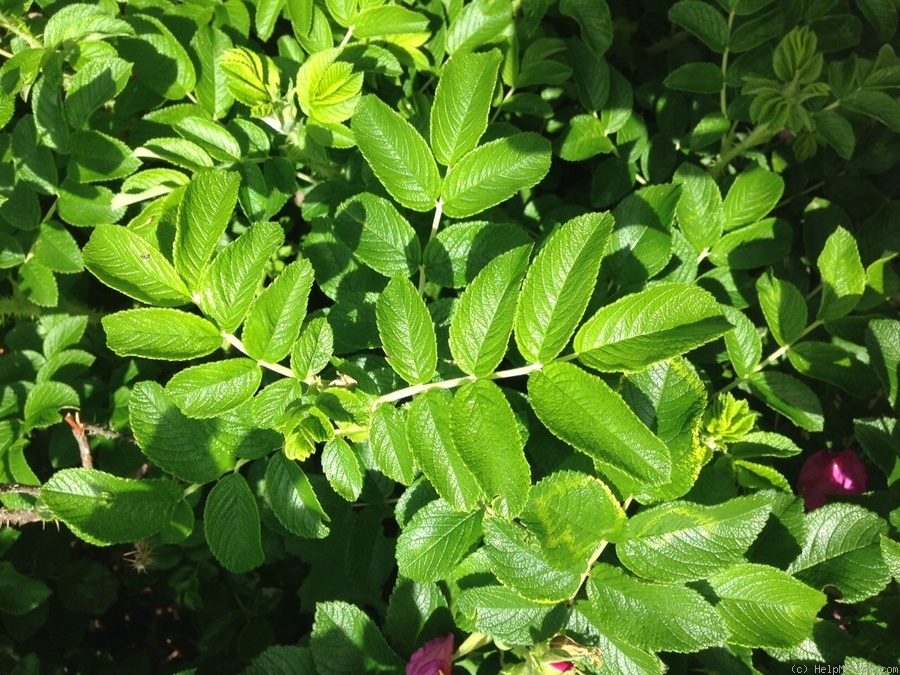 'R. rugosa rosea' rose photo